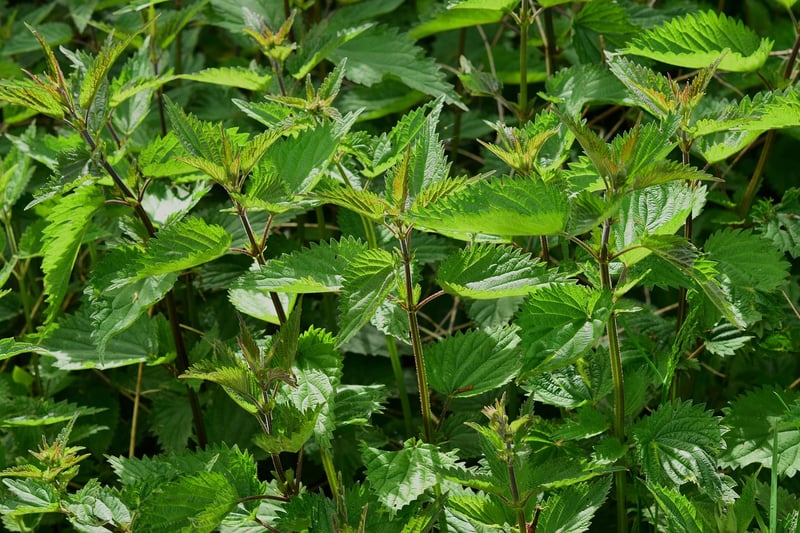 Herb-Infused Entrees